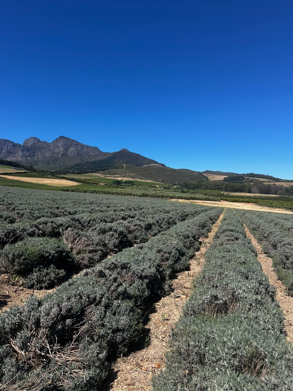 Franschhoek area